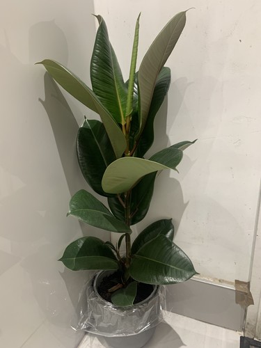 Ficus abidjan indoor rubber - indoor,