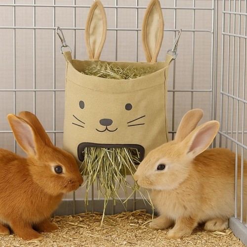 Guinea pig feeder - guinea,