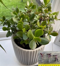 3 well rooted Money Plant Cuttings (Crassula Ovata) succulents