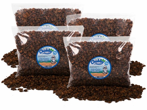4kg dried silkworm - dried,