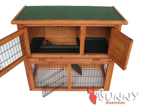 Rabbit guinea pig - rabbit,