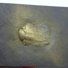 Pyritized Fossil Trilobite