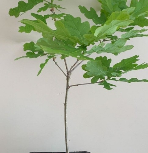 Quercus english oak tree - english,
