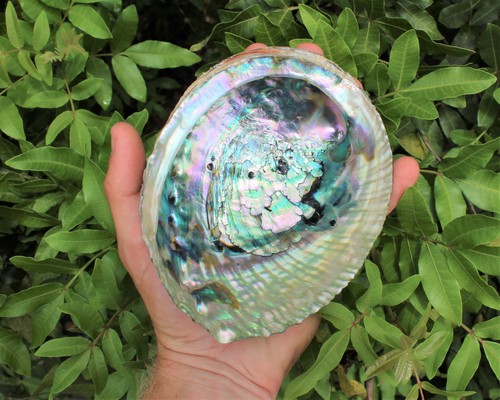 Abalone shell large - large, 5-6"