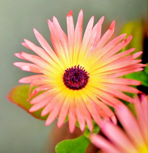 700x livingstone daisy - 700x,