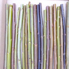 20 x 20cm Varied Willow Cuttings Salix Unrooted Bee Insect Friendly UK Grown