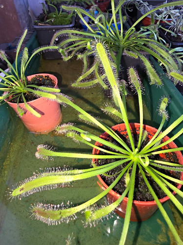 Drosera capensis giant form - drosera,