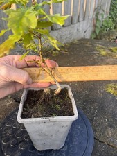 Oak bonsai starter tree - oak,