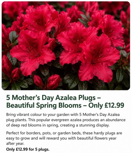Mother day azalea plug - 5,