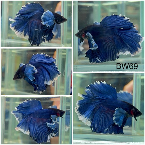 Male betta live fish - male,