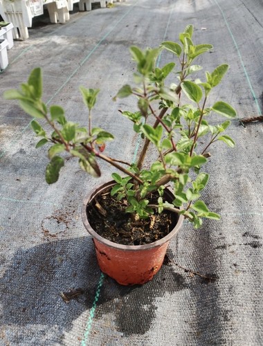 Salvia hot lips pink hardy - salvia,