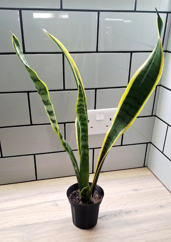 Snake plant sansevieria - |,