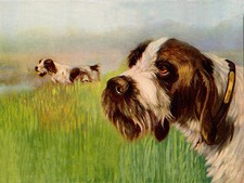 ITALIAN SPINONE LOVELY DOG