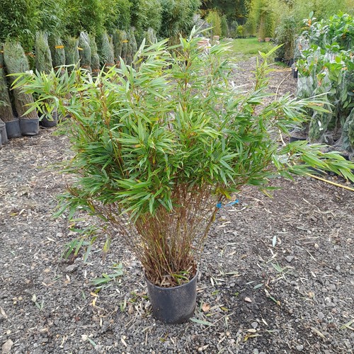 Bamboo fargesia rufa clumping - bamboo,