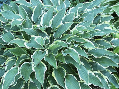 Hosta libby pot - , grown