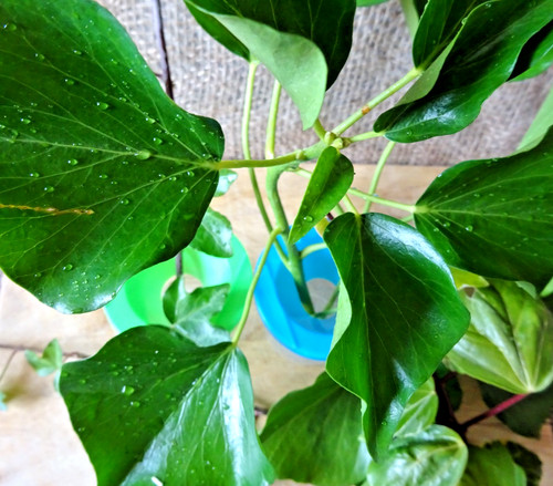 200g approx fresh cut - approx.,