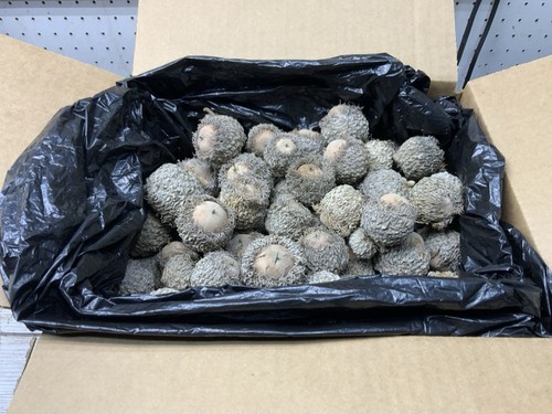 Burr oak acorns - 5, fresh