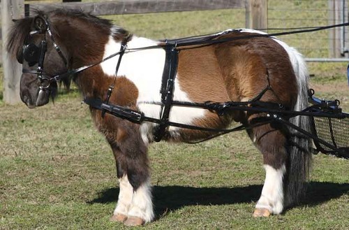 Mini shetland harness zilco - mini,