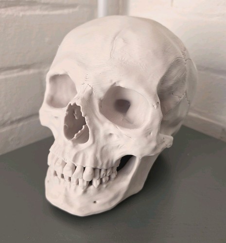 Anatomically correct human - anatomically,