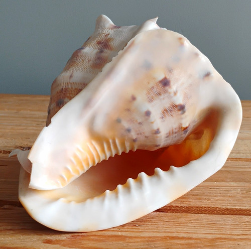 Large natural queen - natural, conch