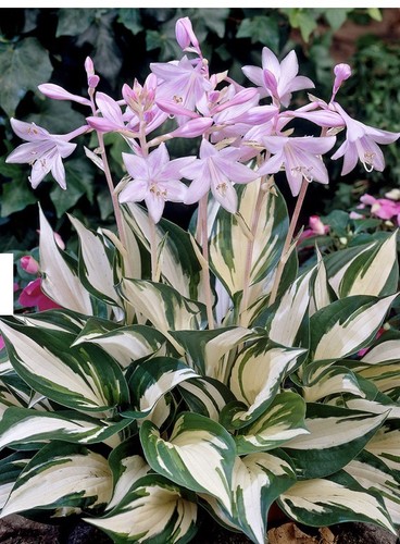 Hosta fire and - fire, bare