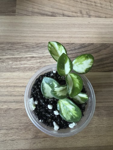 Hoya mathilde variegated - hoya,