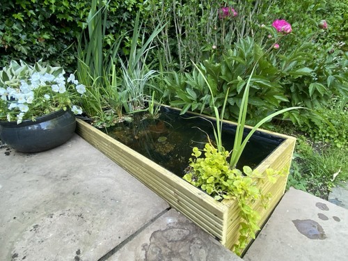 Raised pond garden water - garden,