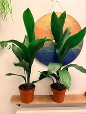 Aspidistra Elatior 🌱 Cast