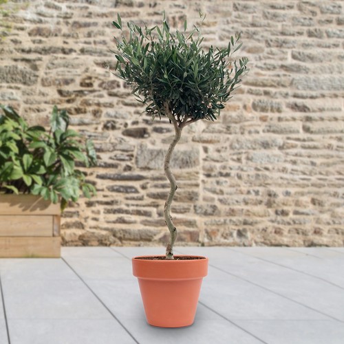 Standard spiral olive plant - spiral,