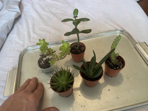 Five small succulents - five,