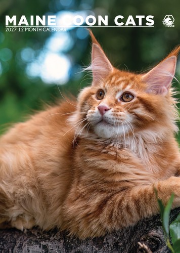 Maine coon cats 2027 a3 - maine,