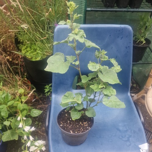 Lavatera rosea litre pot - rosea, in