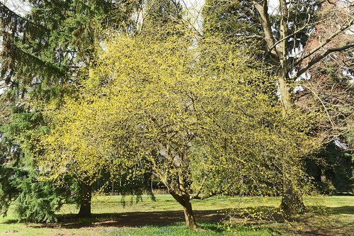 Cornus mas cornelian cherry - cornelian,