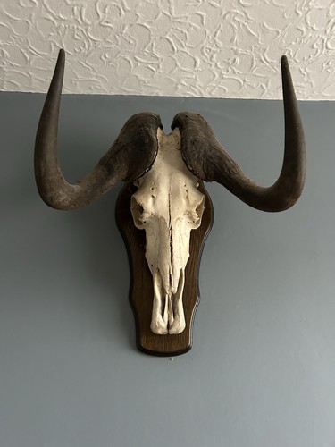 Mounted wilderbeest taxidermy - wilderbeest,