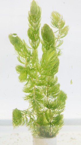 Weighted hornwort pond - hornwort, &