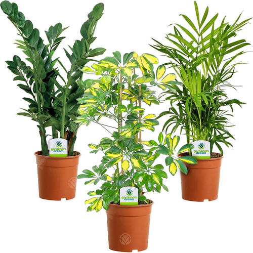 Indoor plant mix plants - indoor,