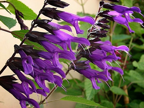 Salvia amistad 1 x - 'amistad',