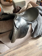 16.5 Brown Bates Caprilli