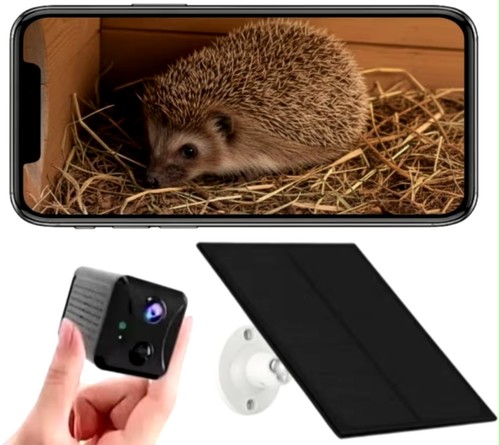 Hedgehog house camera wifi - hedgehog,