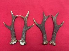 2 PAIRS OF ROE DEER ANTLERS