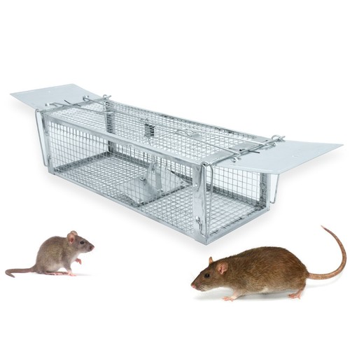 Rat trap squirrel - squirrel, door