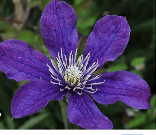 Clematis arabella cm - clematis,