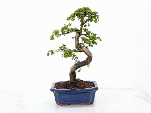 Chinese elm bonsai and care - chinese,