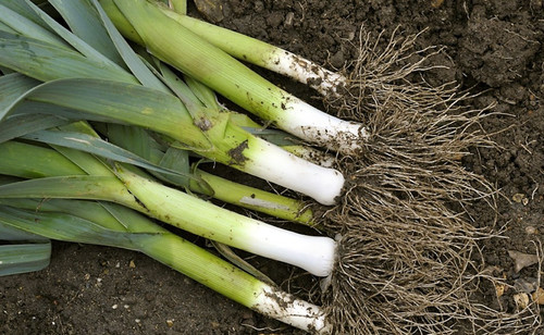 Leek musselburgh veg plants - |,