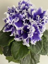 African Violets Two Baby