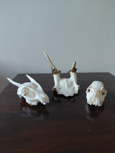 Fallow pricket cwd - fallow,