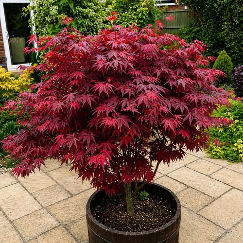 Acer atropurpureum - x, 'atropurpureum'