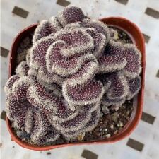 5-6cm Cactus Succulent Plant Home Garden Beautiful Plant