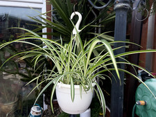 1 Variegated Spider Plant Bare