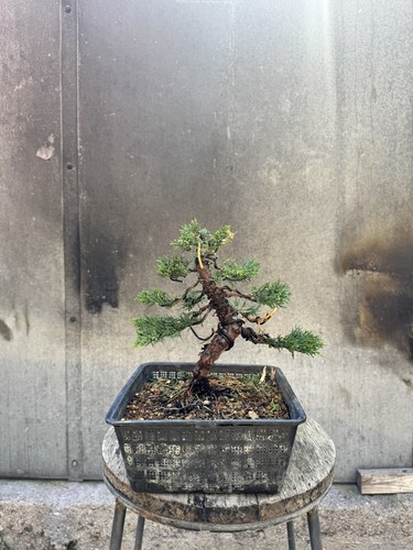 Imported japanese sargentii - imported,